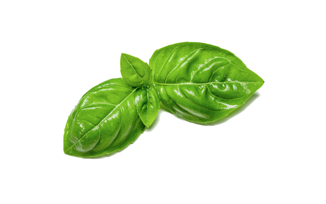 Simply Fresh Green Basil-LG    Box  250 grams